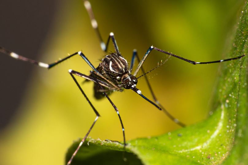 Controle de Mosquitos - São Paulo | Dedetizadora em SP
